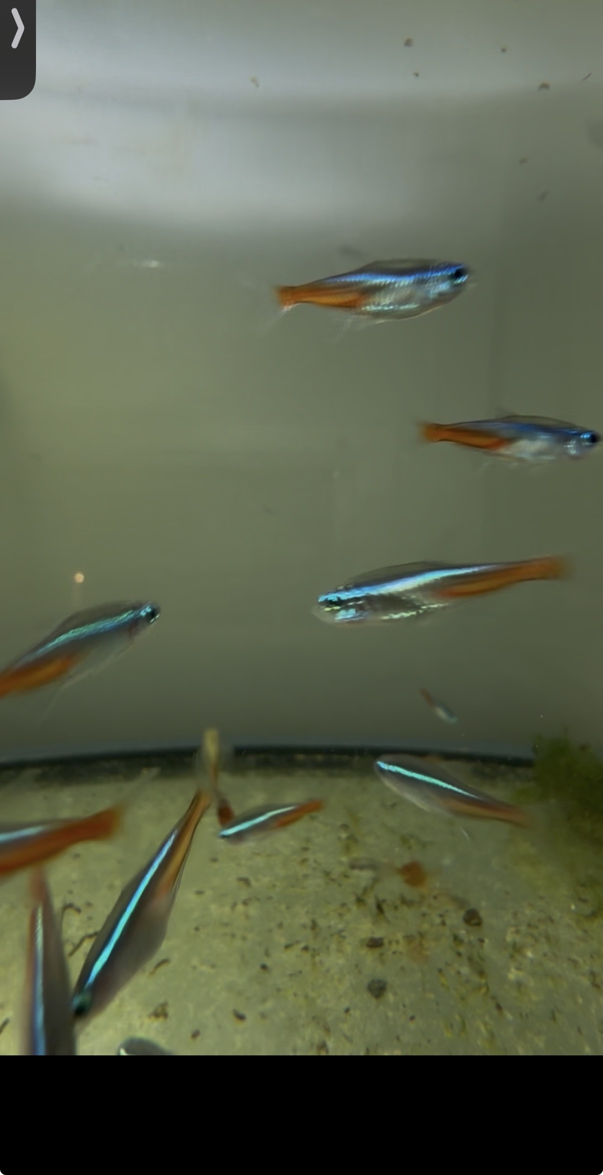 A shoal of locally bred Neon Tetras.