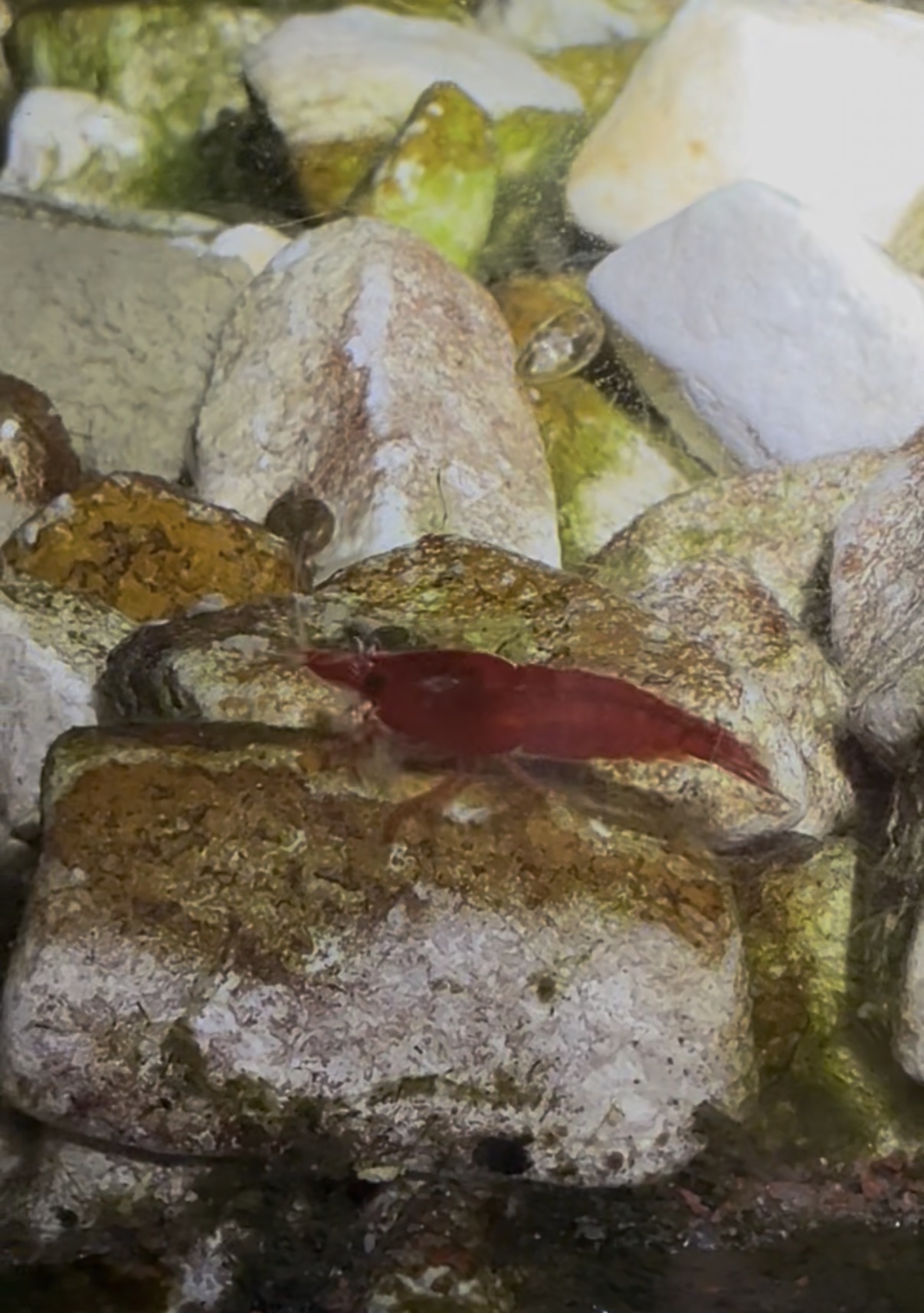 Bloody Mary Neocaridina shrimp