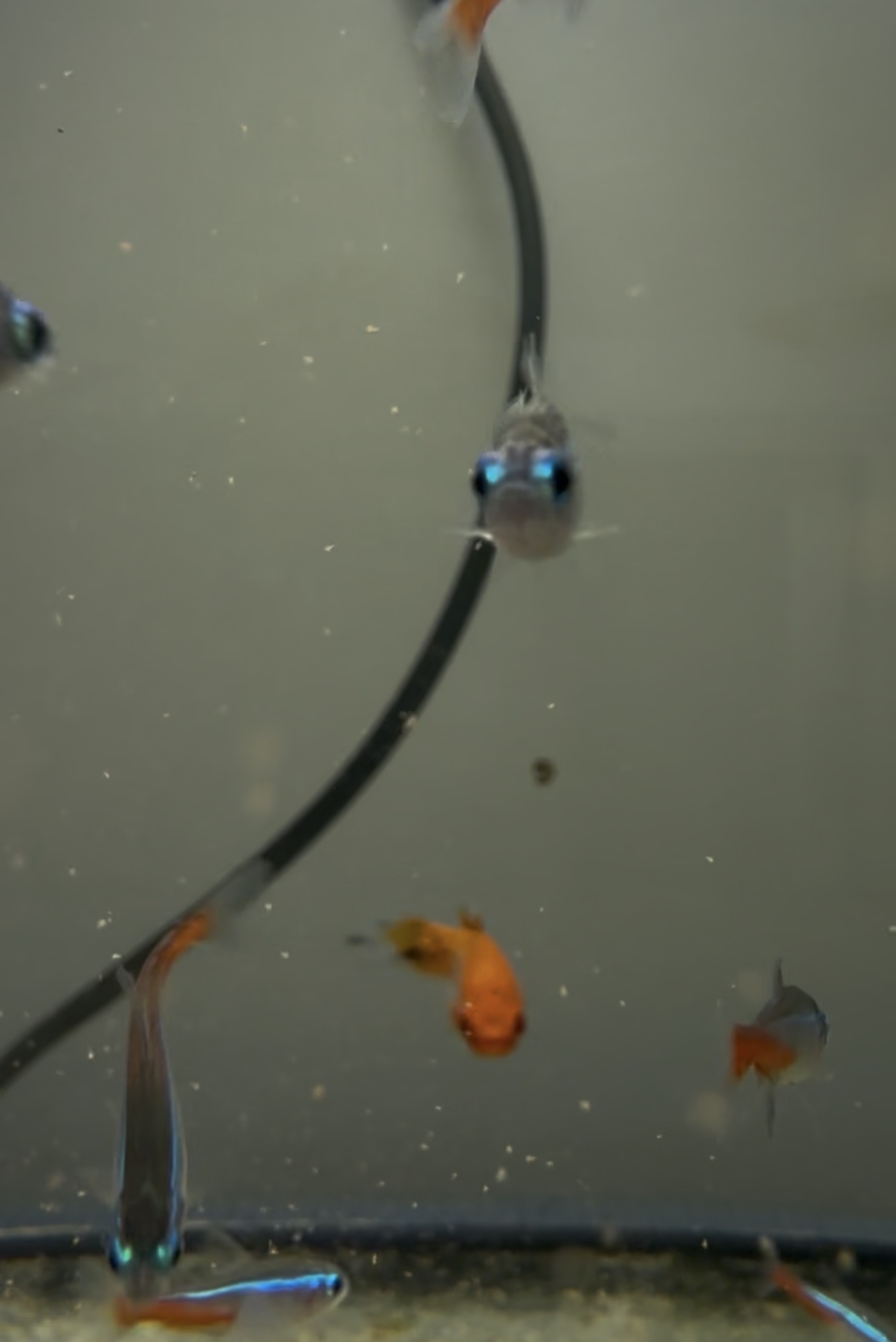 Neon Tetras among their tankmates.