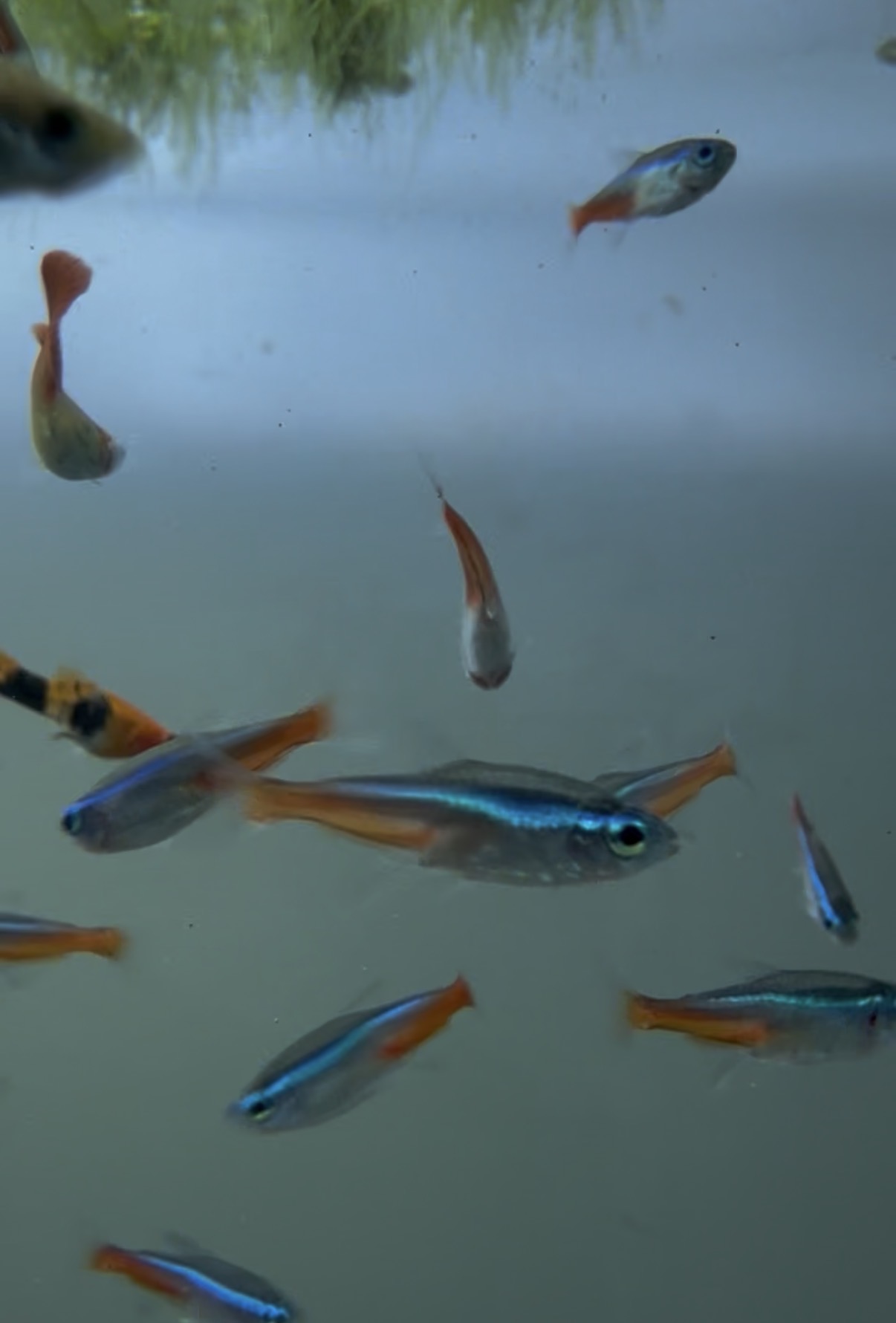 Locally bred Neon Tetras with blue stripes and red tails at Ben’s Fishroom