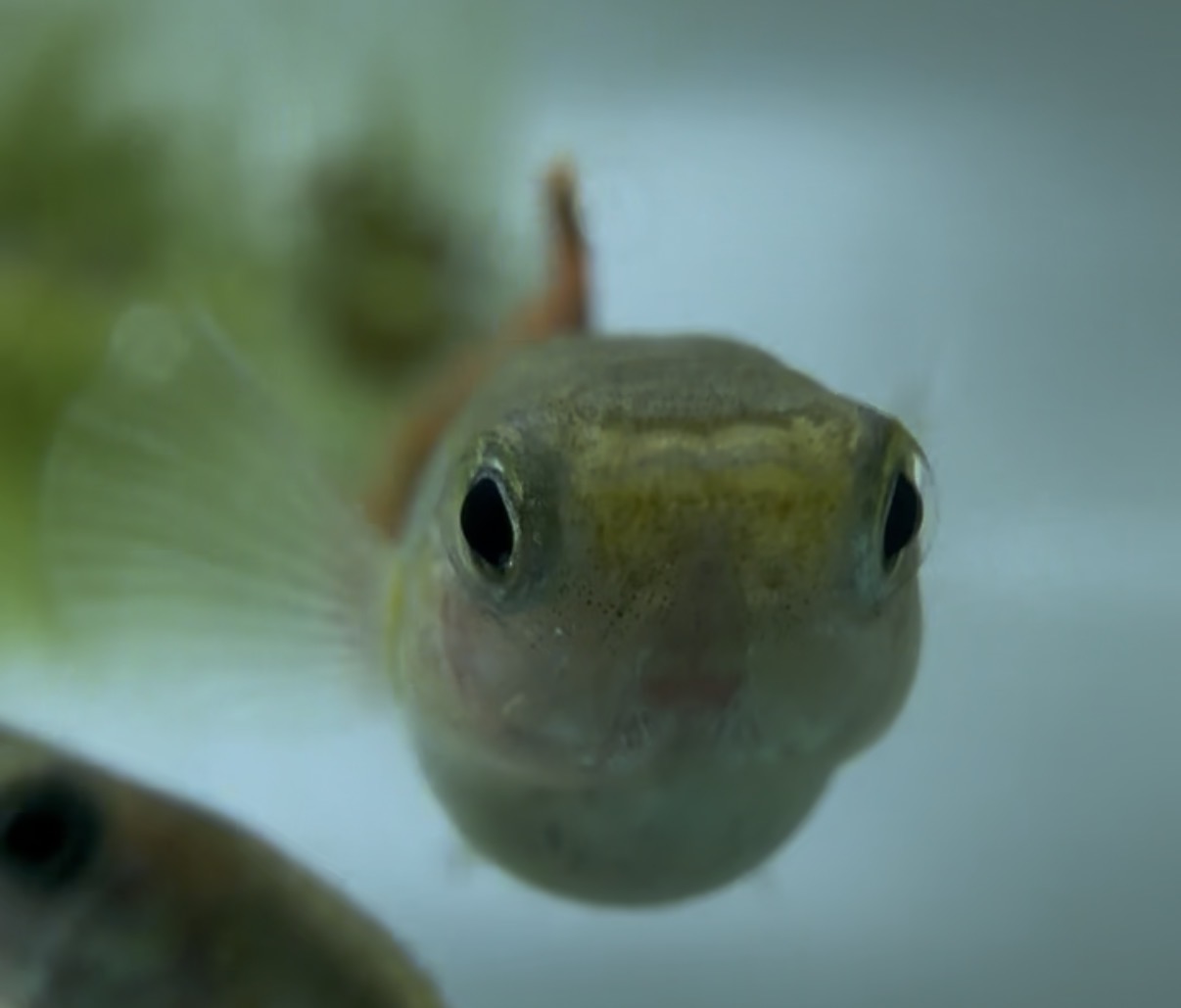 Face to face with a tank resident