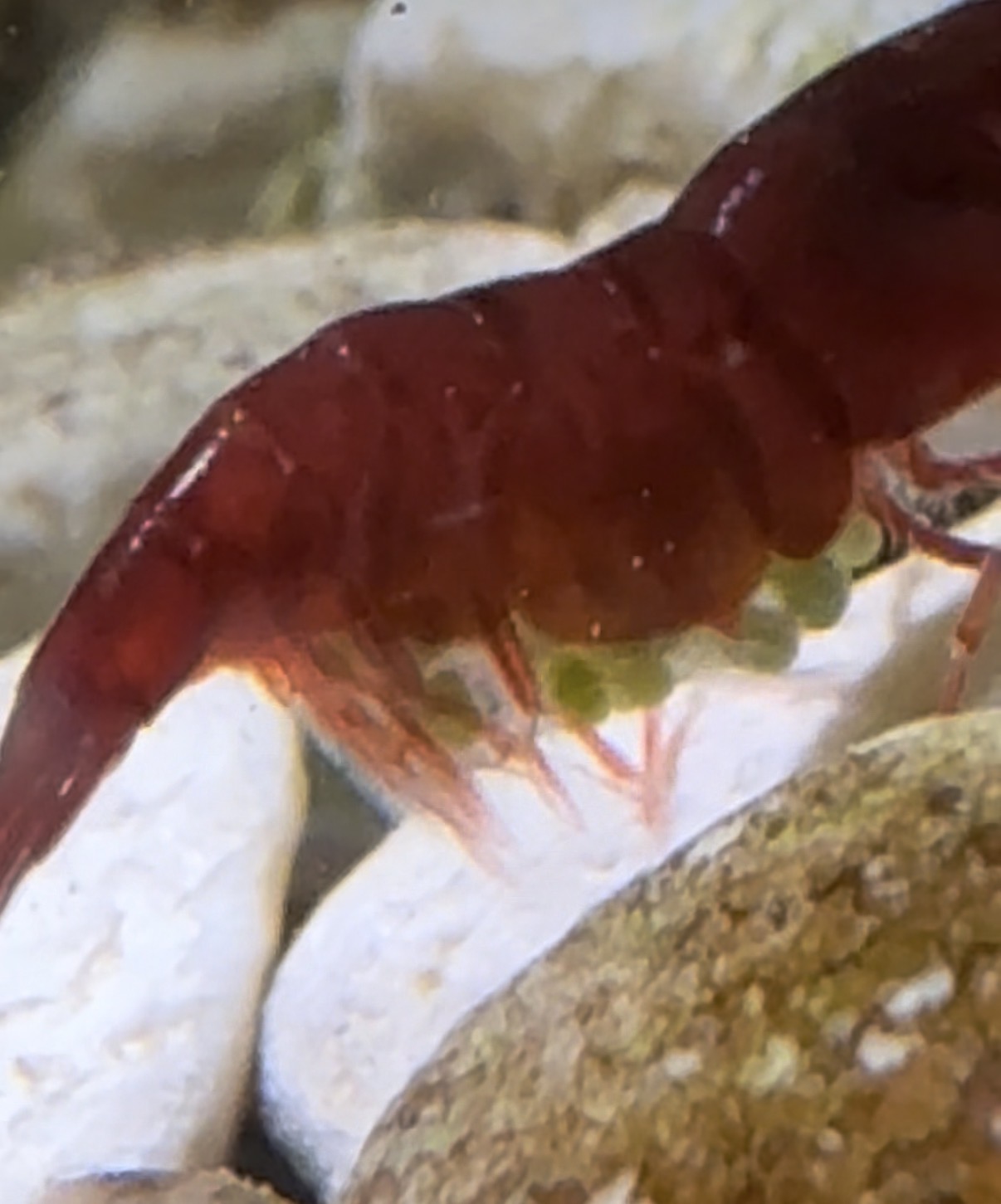 Bloody Mary shrimp carrying eggs