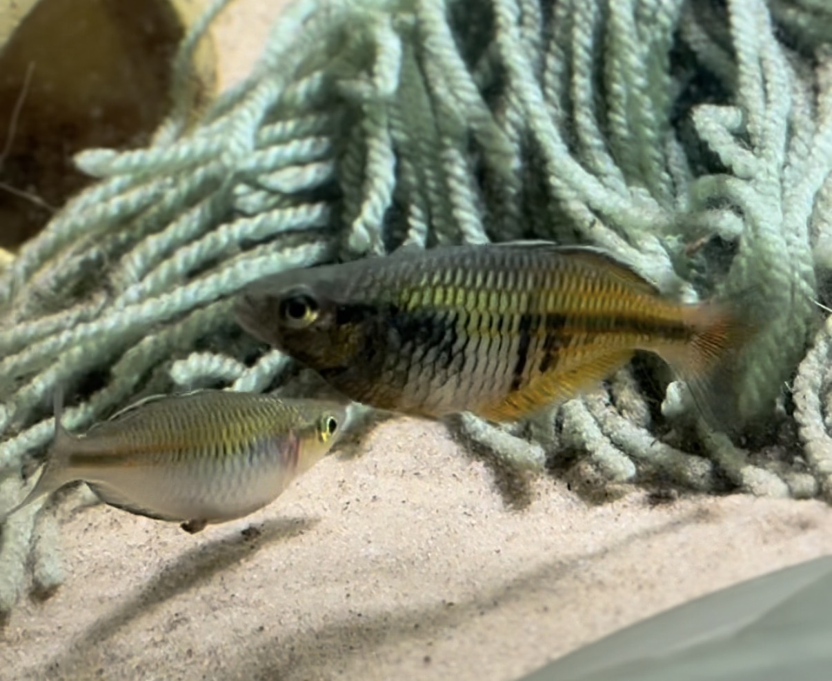 Boesemani Rainbowfish together