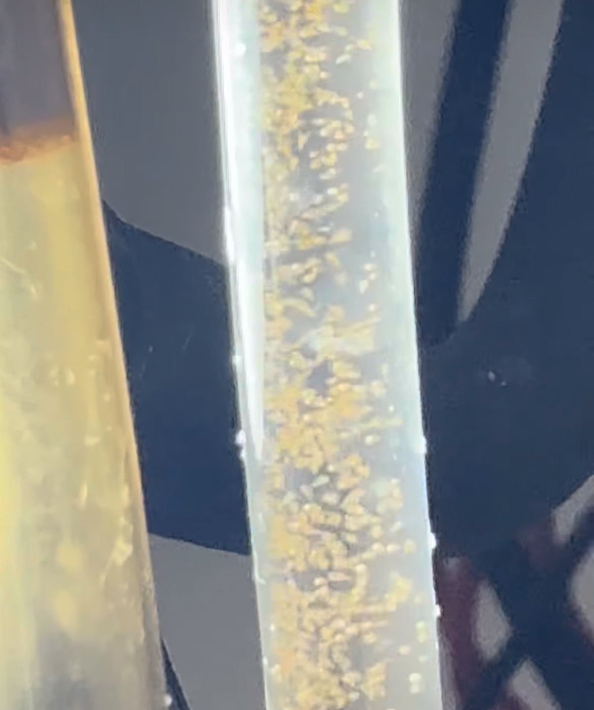 Freshly hatched brine shrimp