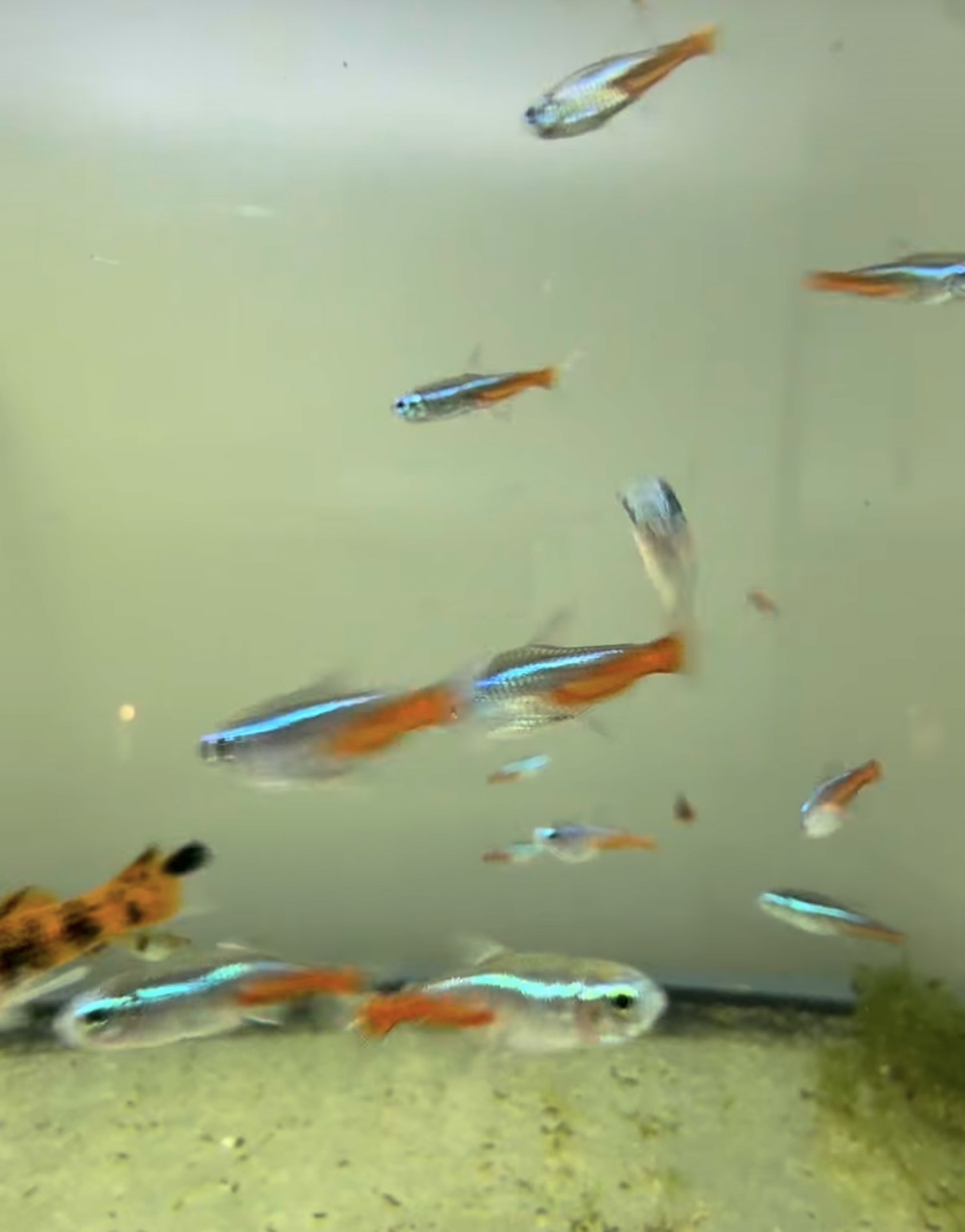 Neon Tetras swimming together in our fishroom.