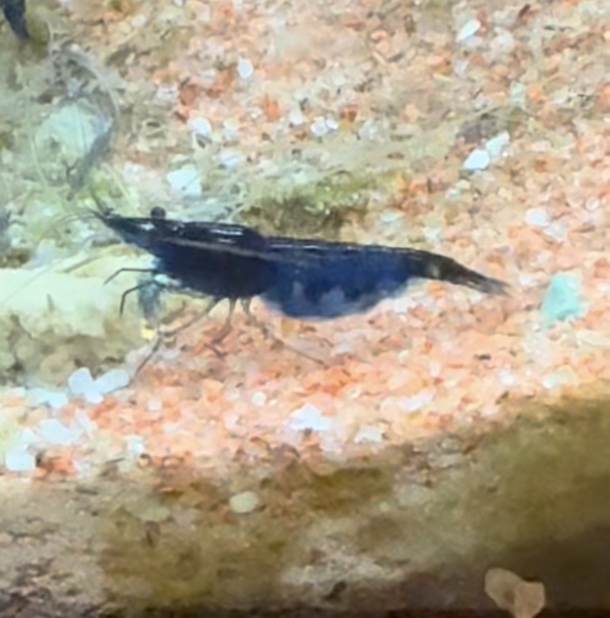 Blue Diamond Neocaridina shrimp