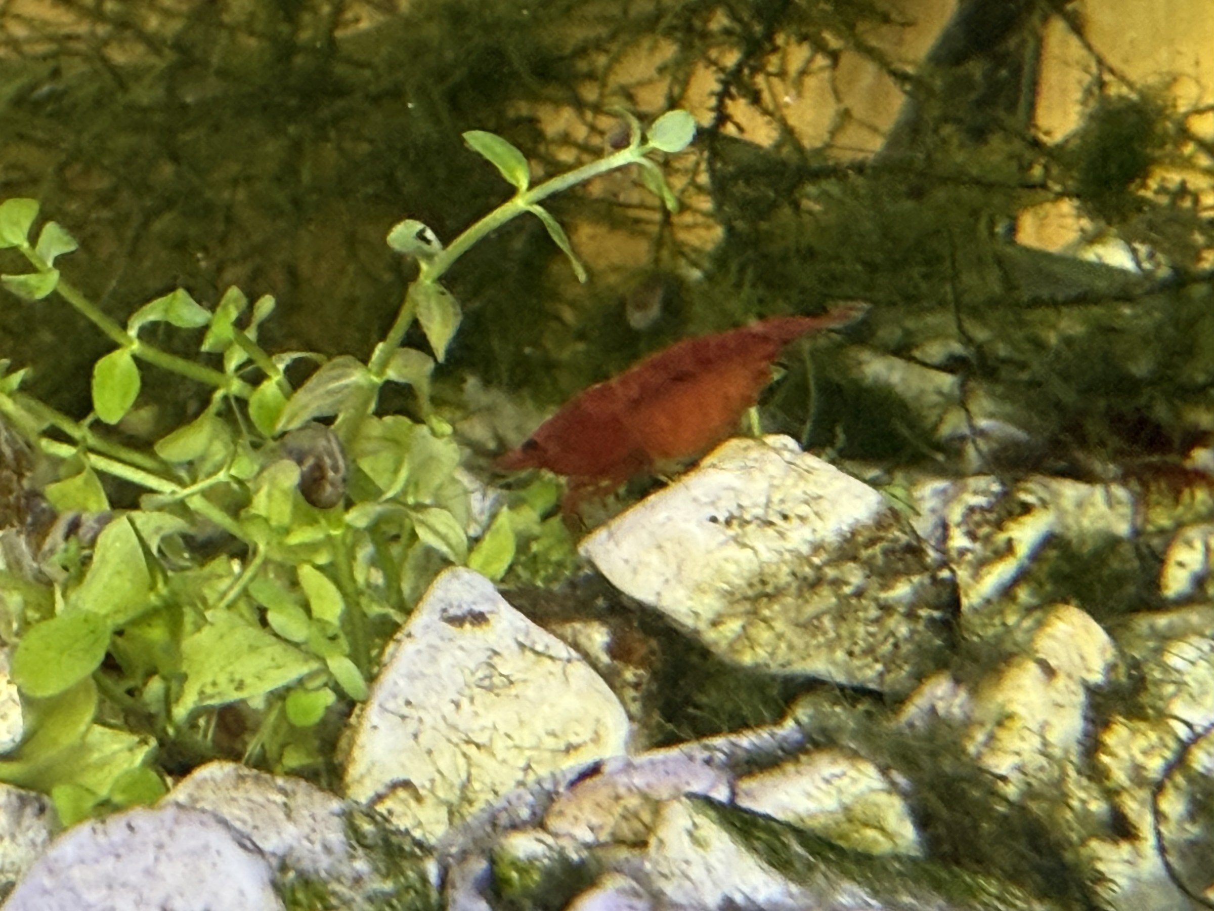 A Bloody Mary shrimp among the plants and stones.