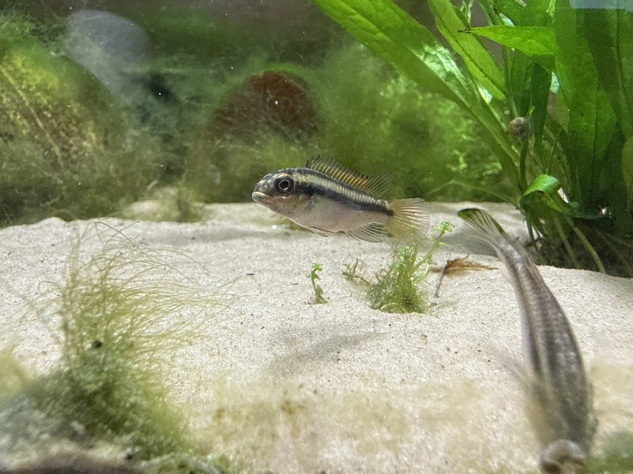 A side view of a Nigeria Red Kribensis in my fishroom.