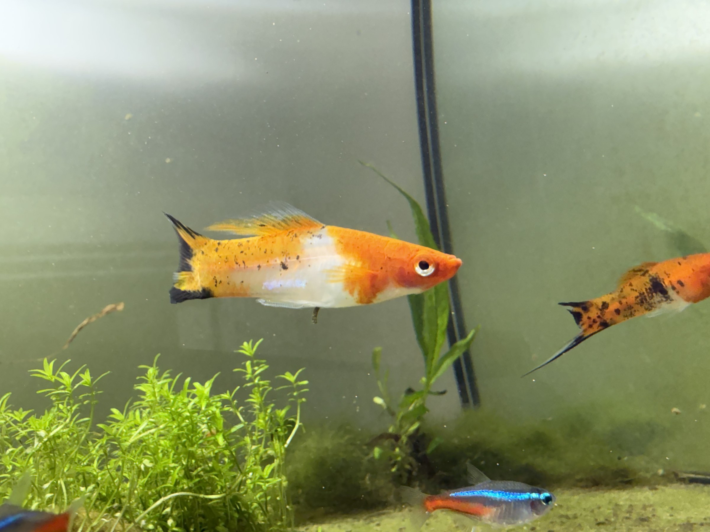 The orange, white and black markings of a Sanke Koi Swordtail.