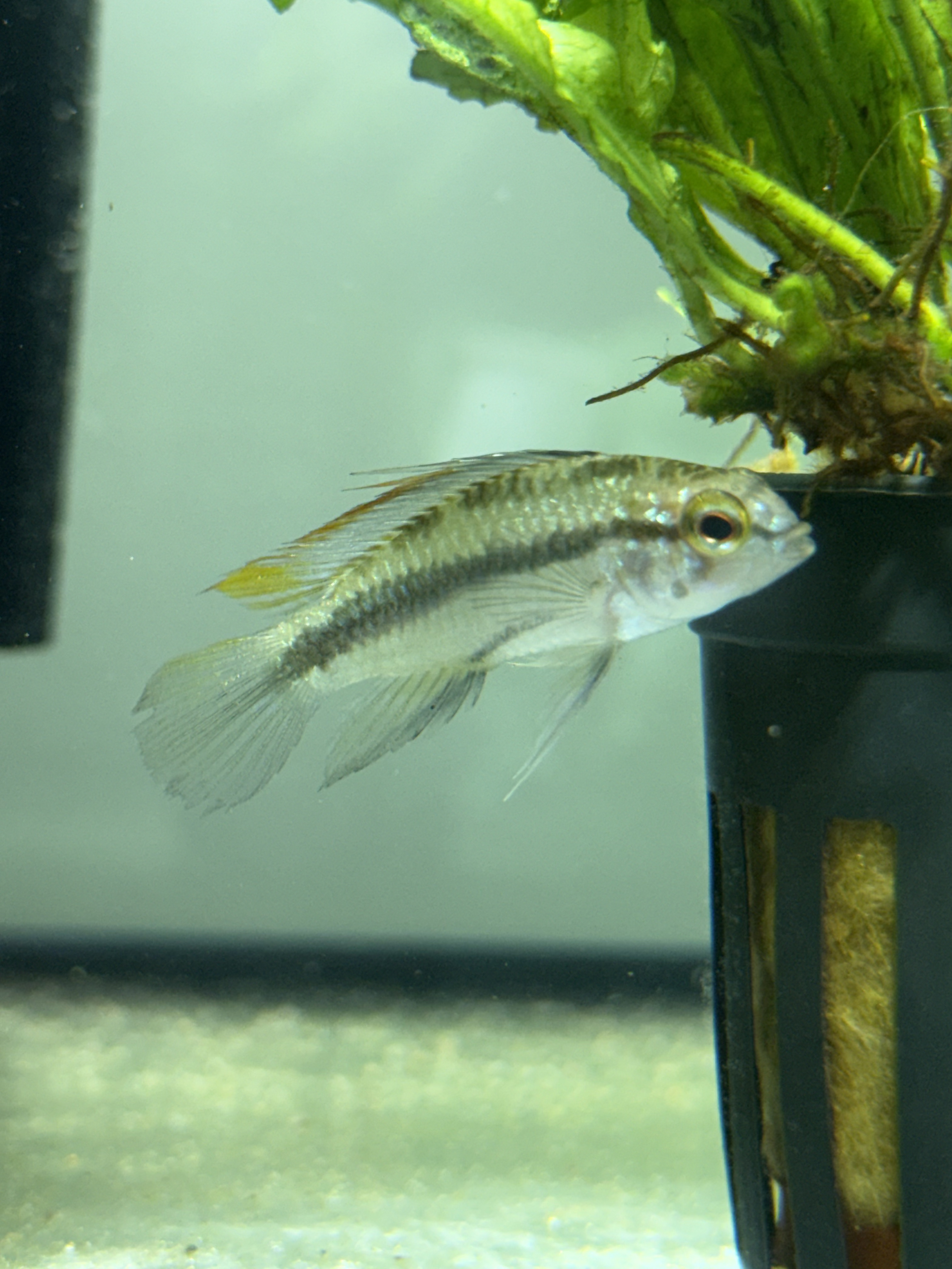 Apistogramma trifasciata beside a potted plant