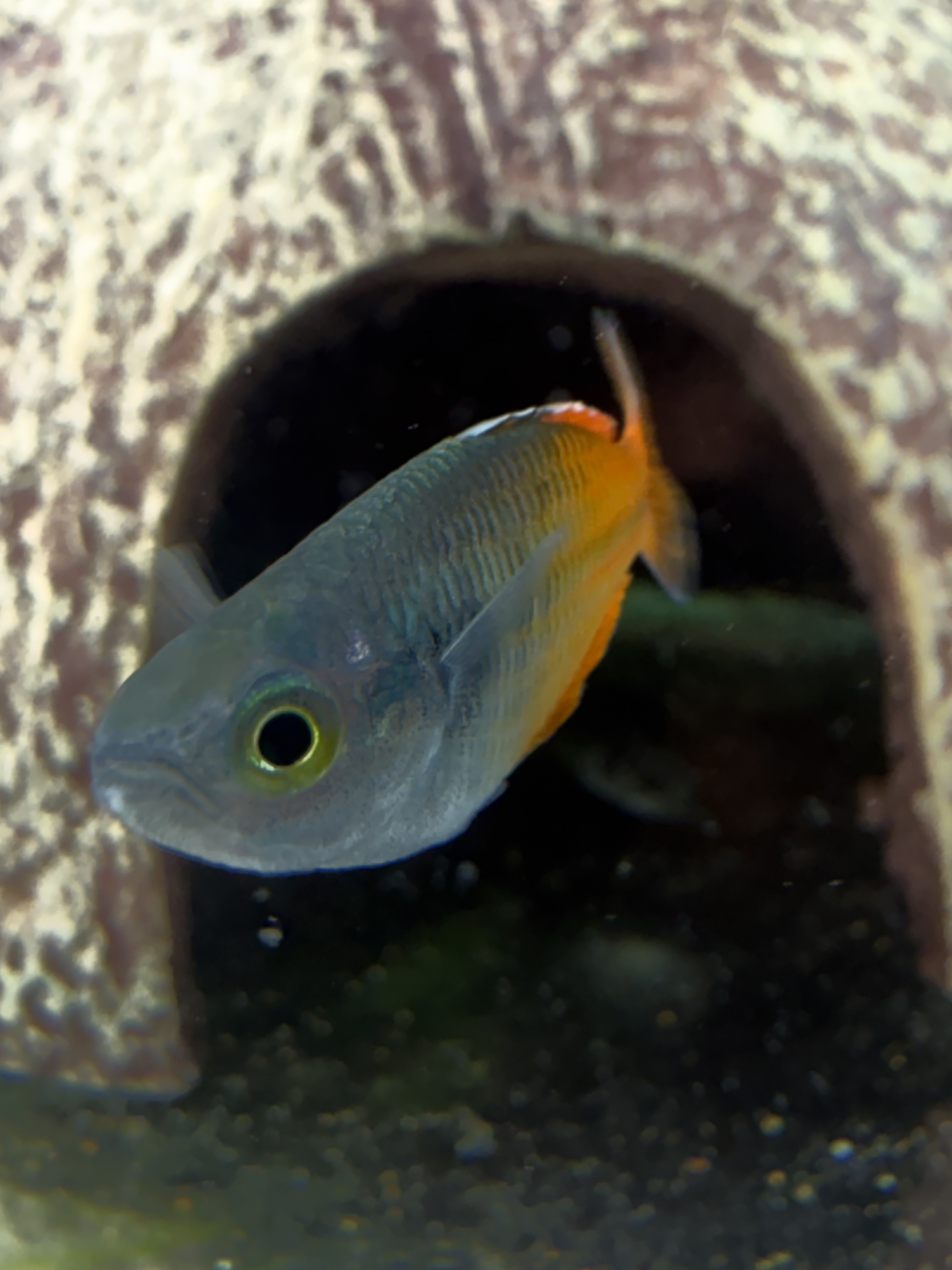 Our featured Boesemani Rainbowfish portrait